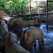 Mayor seguridad en el rastro por robo de cerdos