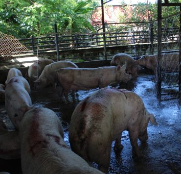 Mayor seguridad en el rastro por robo de cerdos