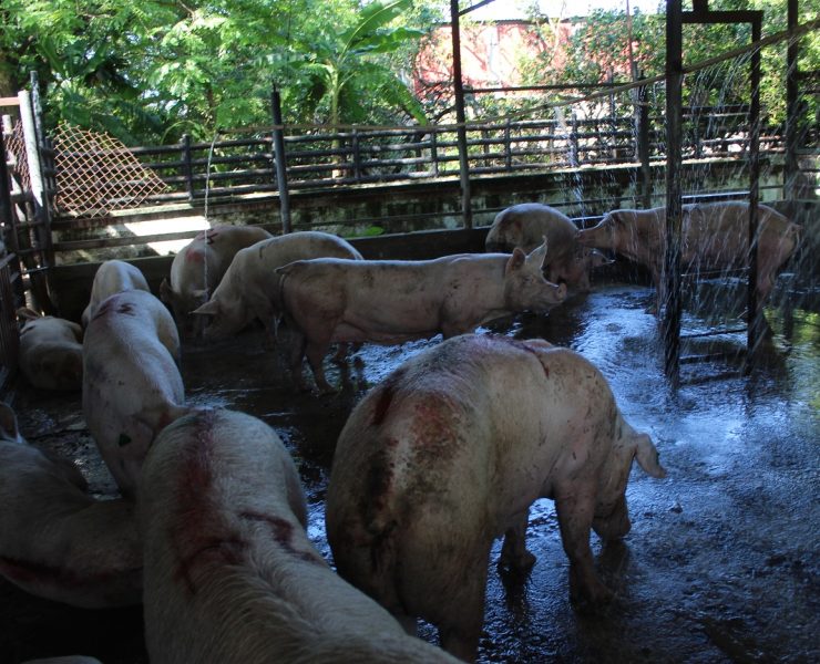 Mayor seguridad en el rastro por robo de cerdos