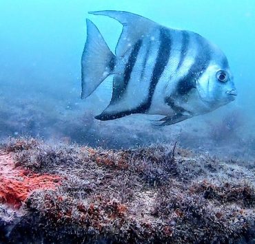 Zona de Refugio Pesquero de Isla Aguada para repoblación de especies