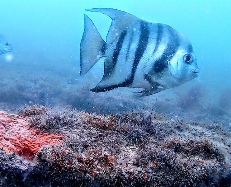 Zona de Refugio Pesquero de Isla Aguada para repoblación de especies