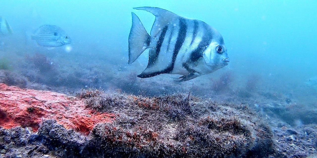 Zona de Refugio Pesquero de Isla Aguada para repoblación de especies