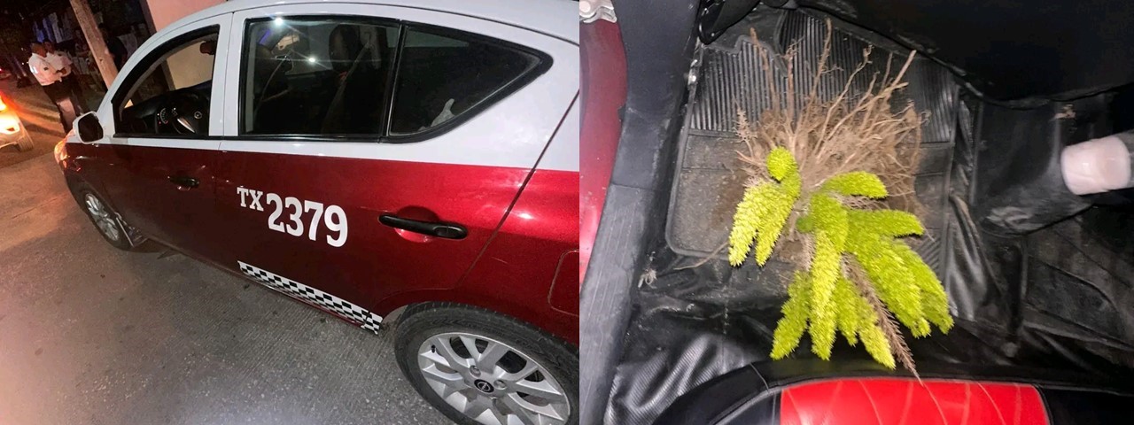 Sorprenden a taxista robando planta de ornato