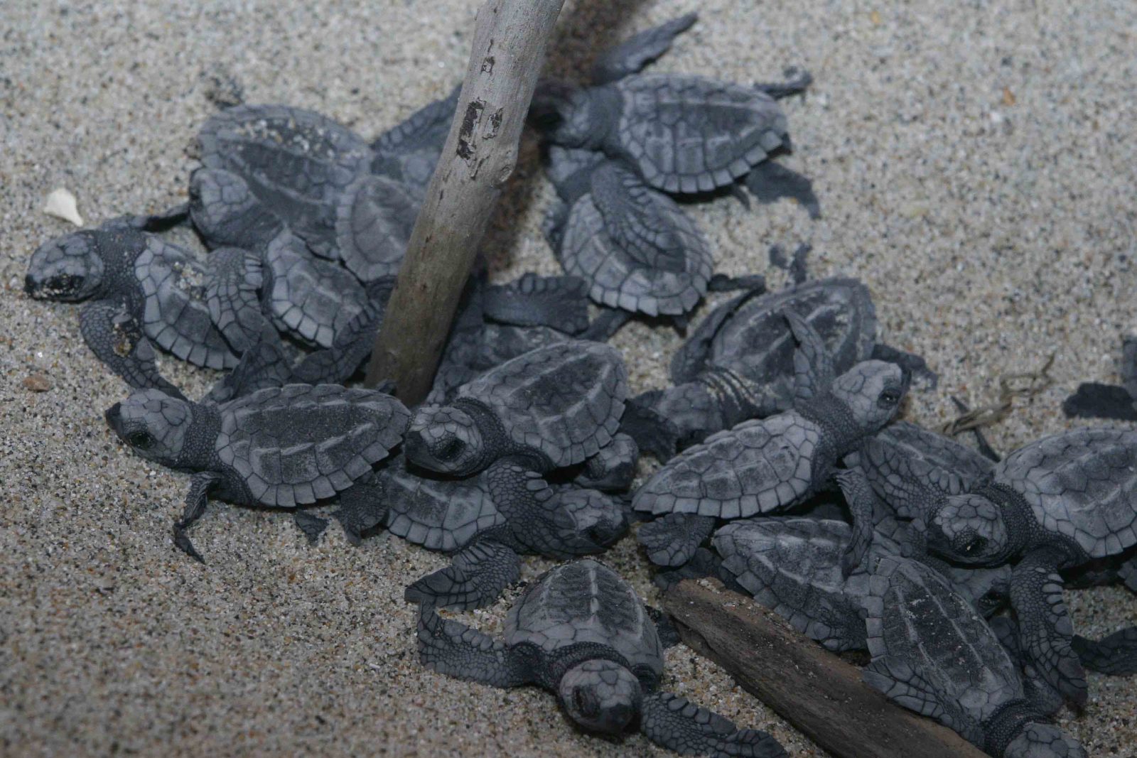 Alistan campamento tortuguero Laguna de Términos