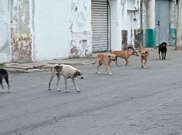 Se busca contrarrestar la fauna callejera de mascotas