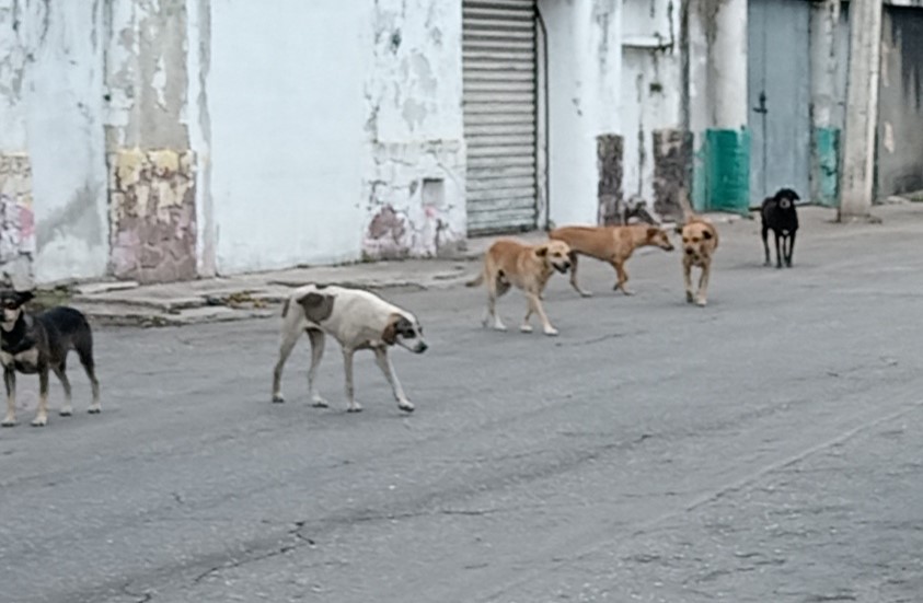 Se busca contrarrestar la fauna callejera de mascotas