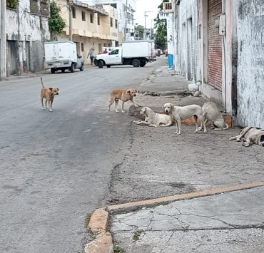 Urgen al Centro de Bienestar Animal rescatar a perros callejeros