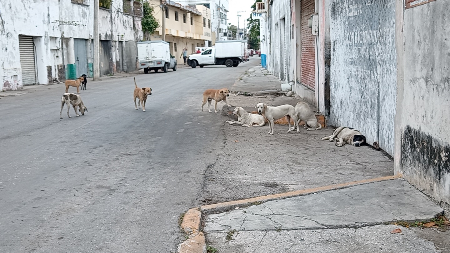 Urgen al Centro de Bienestar Animal rescatar a perros callejeros