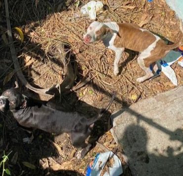 Fiscalía Especializada en Delitos contra Animales atiende quejas de maltrato animal