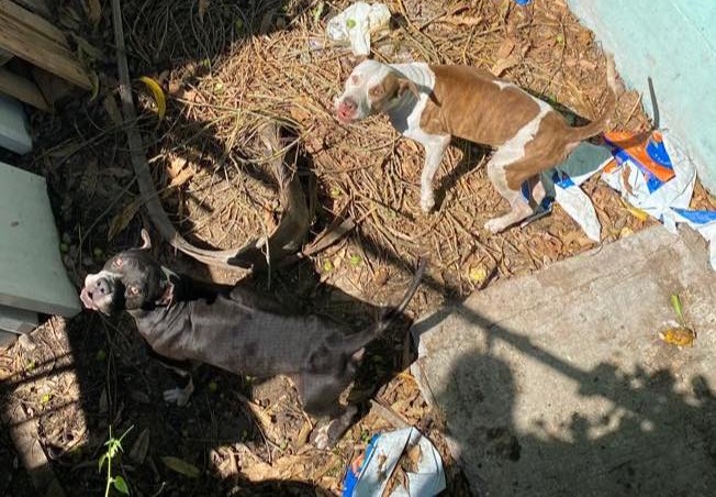 Fiscalía Especializada en Delitos contra Animales atiende quejas de maltrato animal