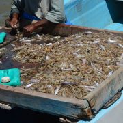 Pescadores ribereños obtienen buena captura de camarón siete barbas y escama