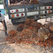 Gobierno de Campeche abandona a productores de palma africana