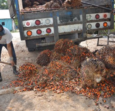 Gobierno de Campeche abandona a productores de palma africana