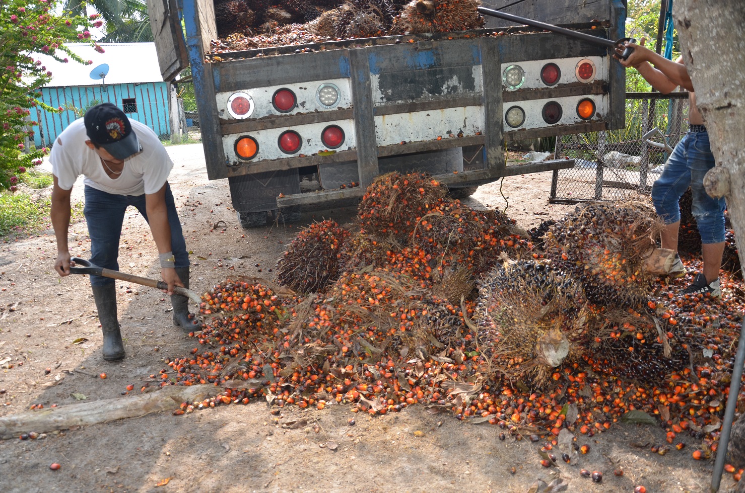 Gobierno de Campeche abandona a productores de palma africana