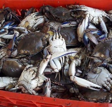 Disminuye producción de jaiba en Atasta