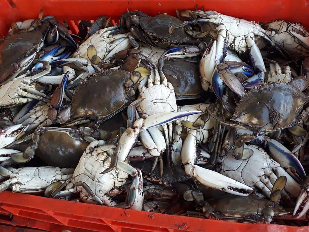 Disminuye producción de jaiba en Atasta