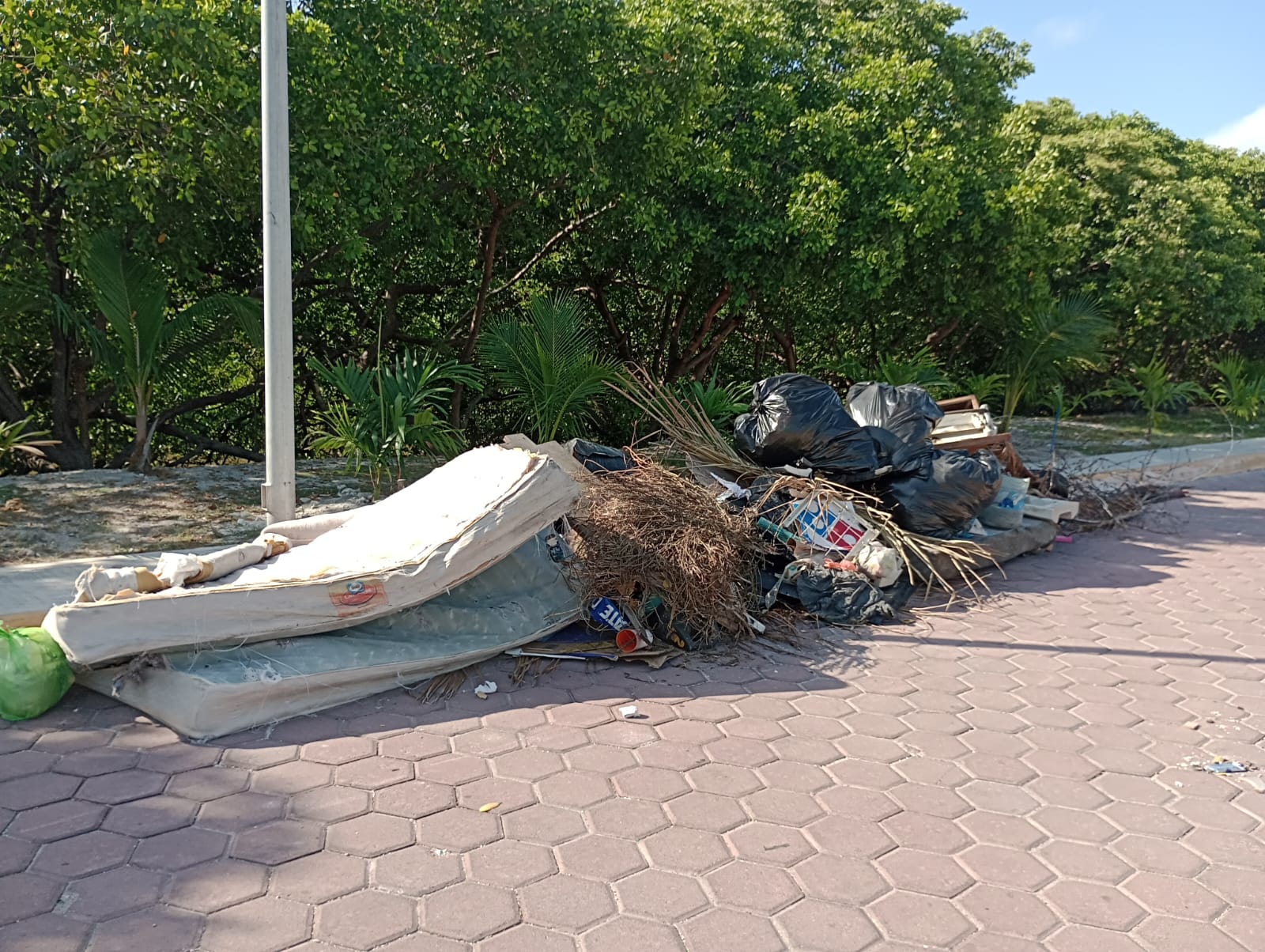 Basura en manglares y arroyos por falta de educación ambiental
