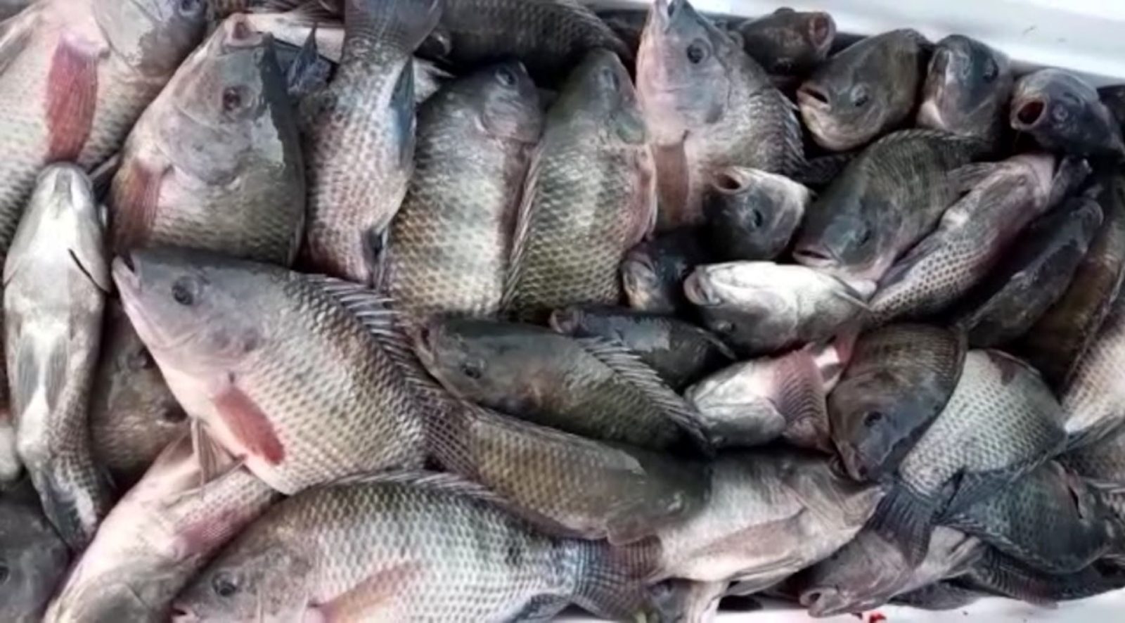 Acuicultores estiman comercializar 18 tn de mojarras en toda la Cuaresma