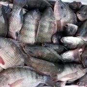 Acuicultores estiman comercializar 18 tn de mojarras en toda la Cuaresma