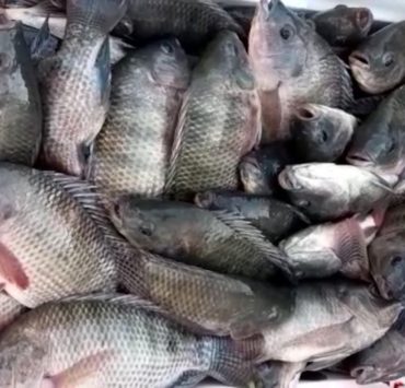 Acuicultores estiman comercializar 18 tn de mojarras en toda la Cuaresma