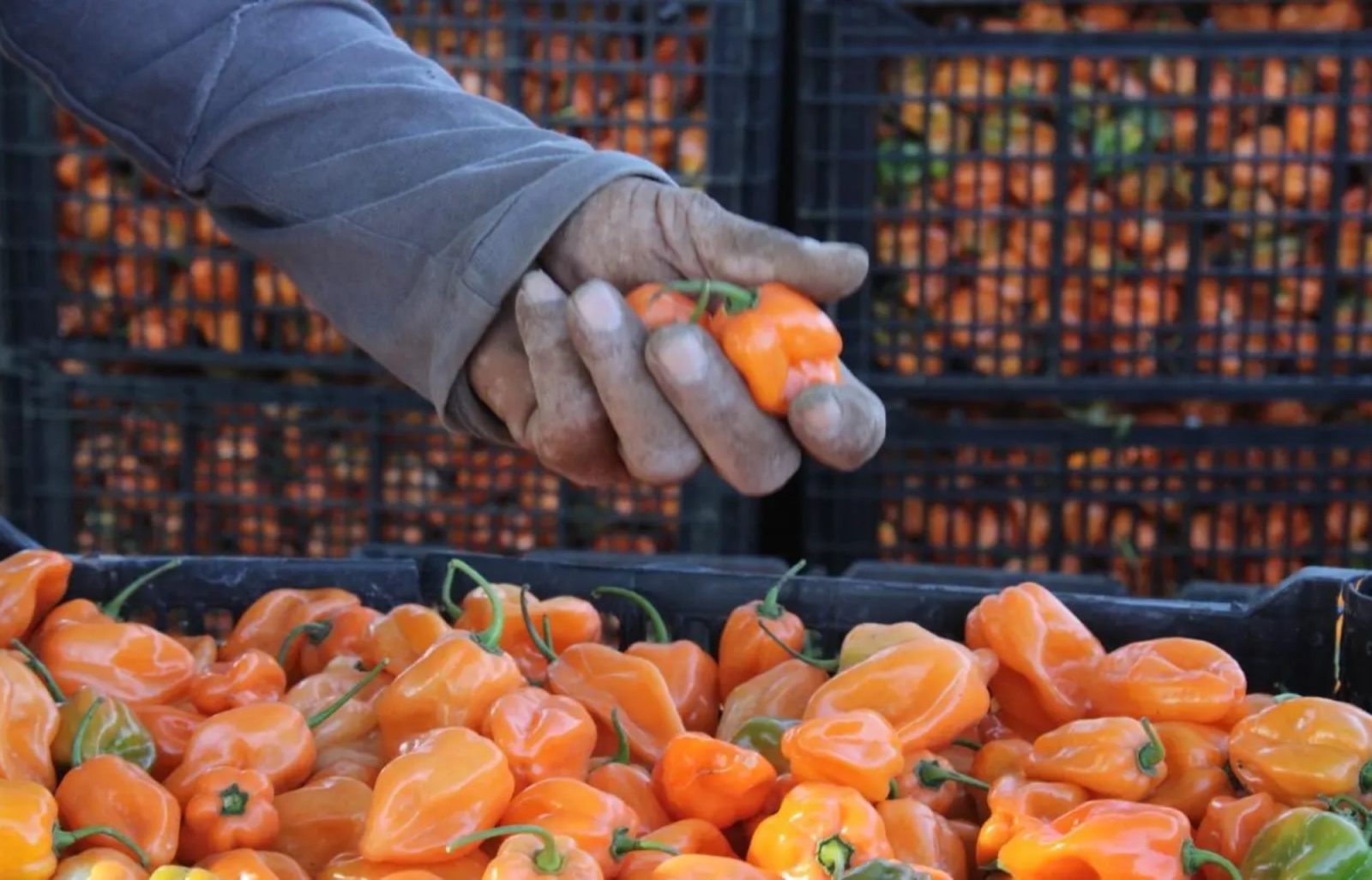 Buena producción de chile habanero