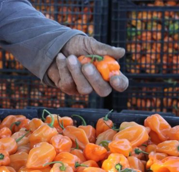 Buena producción de chile habanero