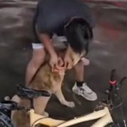 Investigan maltrato animal en Escárcega