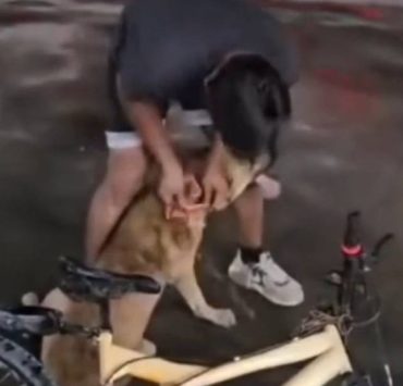 Investigan maltrato animal en Escárcega