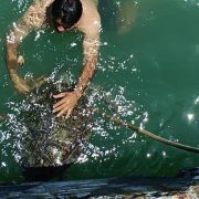 Rescatan el cuerpo sin vida de una tortuga blanca