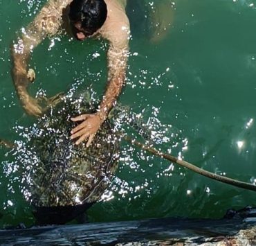 Rescatan el cuerpo sin vida de una tortuga blanca
