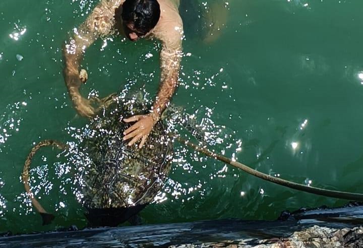 Rescatan el cuerpo sin vida de una tortuga blanca