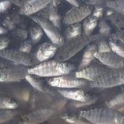 Mueren más mojarras en estanques rústicos por calentamiento del agua