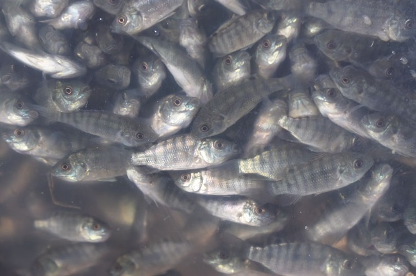 Mueren más mojarras en estanques rústicos por calentamiento del agua