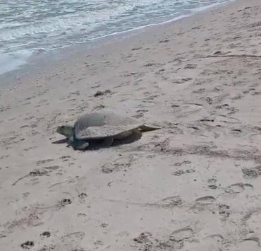 Tortuga Lora desova en Playa Norte