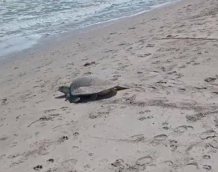 Tortuga Lora desova en Playa Norte
