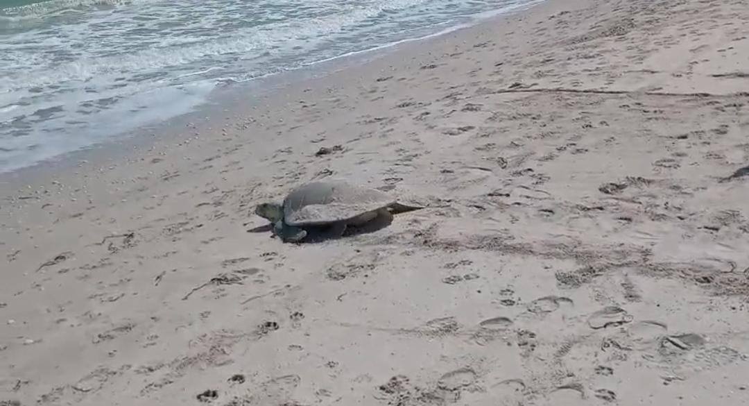 Tortuga Lora desova en Playa Norte