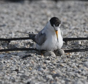 Inicia temporada de anidación del charrán mínimo