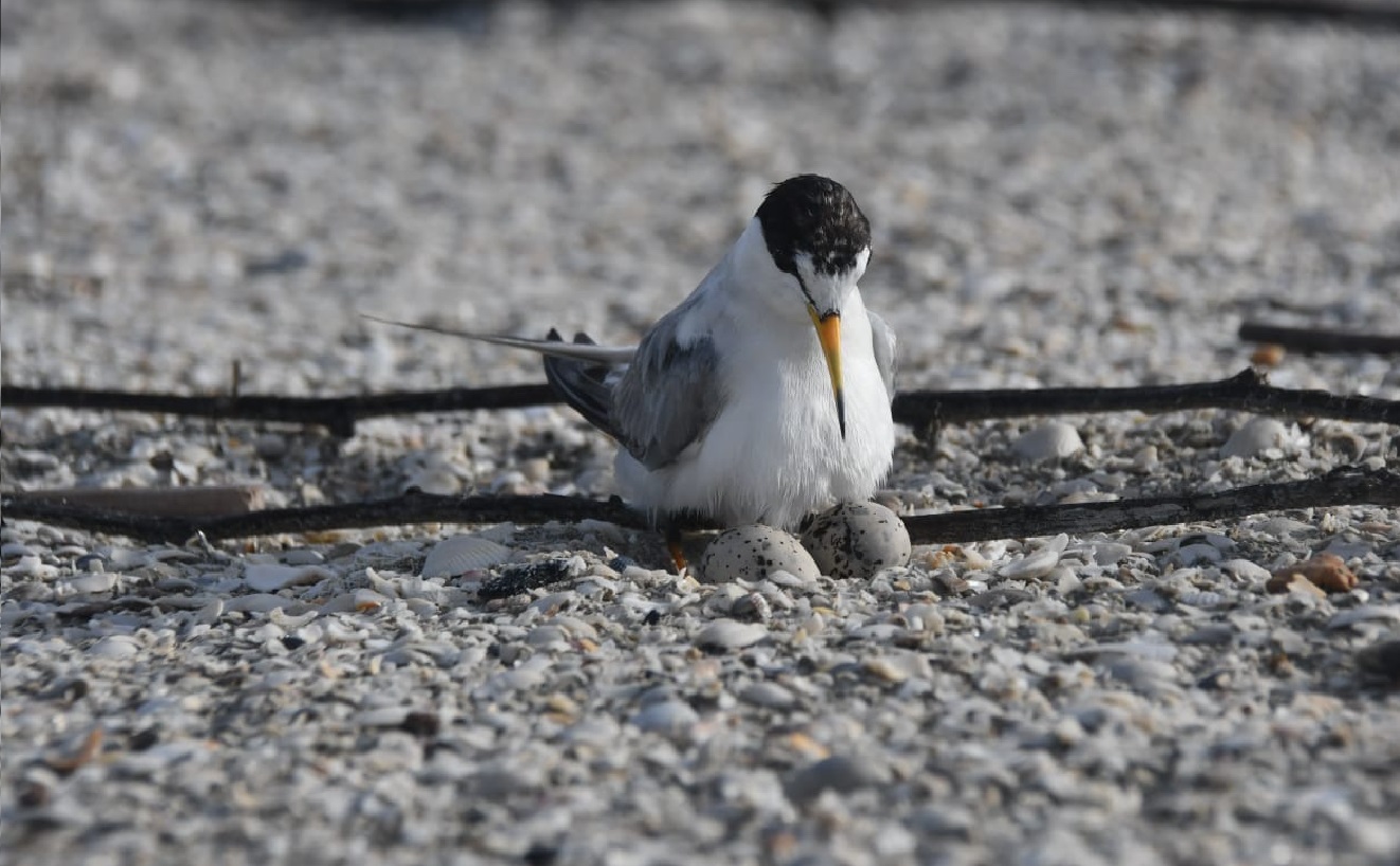 Inicia temporada de anidación del charrán mínimo