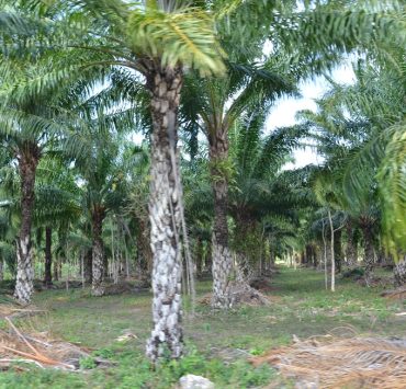 Vivero de palmas de aceite piden productores de Sabancuy