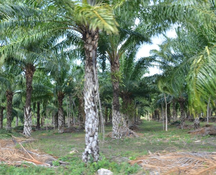 Vivero de palmas de aceite piden productores de Sabancuy