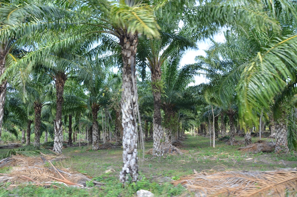 Vivero de palmas de aceite piden productores de Sabancuy