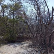 Se están secando los manglares en el municipio de Carmen
