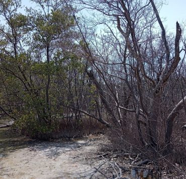 Se están secando los manglares en el municipio de Carmen