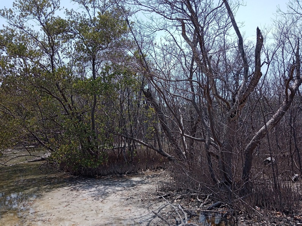 Se están secando los manglares en el municipio de Carmen