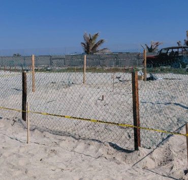 Encierran en un corral el nido de la tortuga Lora de Playa Norte