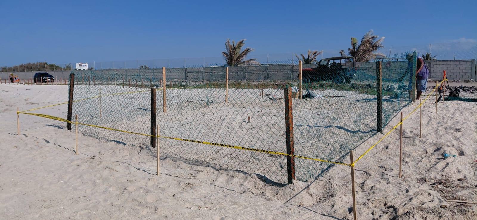 Encierran en un corral el nido de la tortuga Lora de Playa Norte