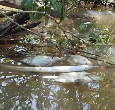 En riesgo la mortandad de larvas de jaibas y escamas ante sequía